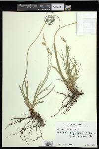 Carex cherokeensis image