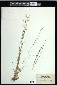 Carex capillaris image