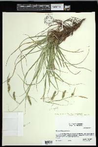 Carex cherokeensis image