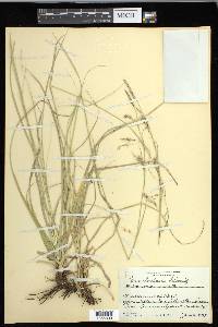 Carex cherokeensis image