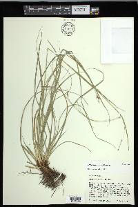 Carex cherokeensis image