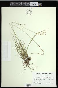 Carex capillaris image