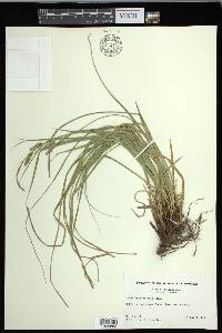 Carex cherokeensis image