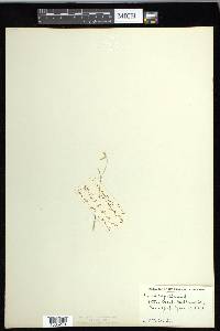 Carex capillaris image