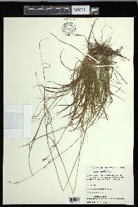 Carex capillaris image