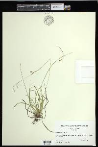 Carex capillaris image