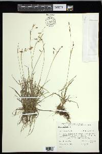 Carex capillaris image