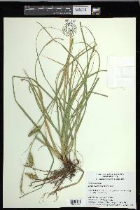 Carex cherokeensis image