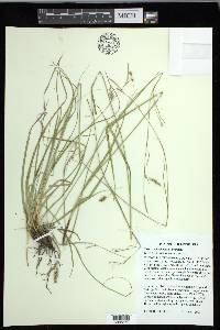Carex cherokeensis image