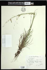 Carex capillaris image