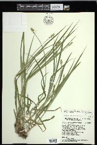 Carex cephaloidea image