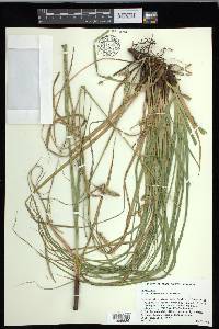 Carex cherokeensis image