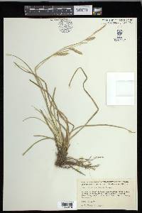 Carex cherokeensis image