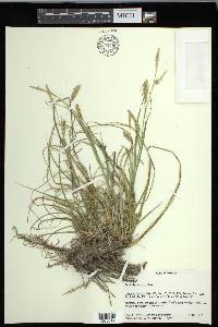 Carex cherokeensis image