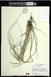 Carex cherokeensis image