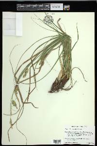 Carex cherokeensis image