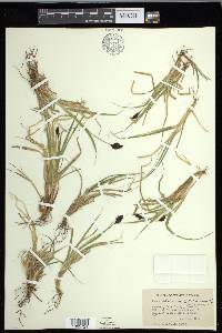 Carex chalciolepis image