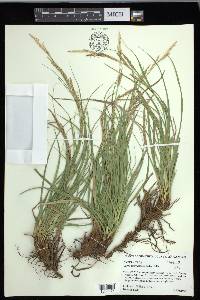 Carex cherokeensis image