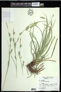 Carex cherokeensis image