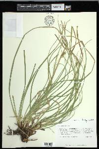 Carex cherokeensis image