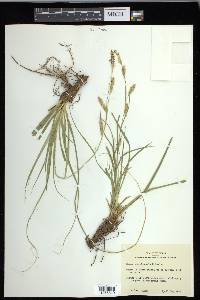 Carex cherokeensis image