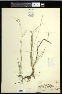 Carex capillaris image