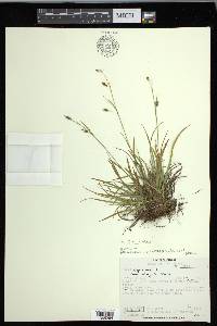 Carex capillaris image