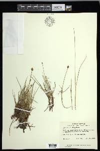 Carex chordorrhiza image