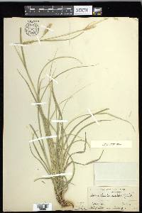 Carex cherokeensis image