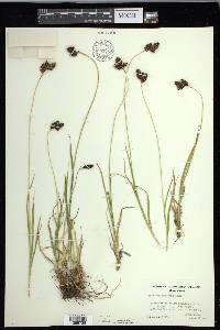 Carex chalciolepis image