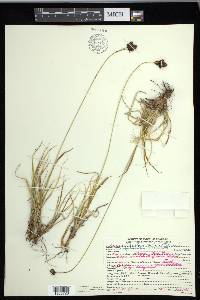 Carex chalciolepis image