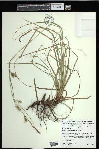 Carex cherokeensis image