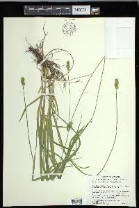 Carex cephaloidea image