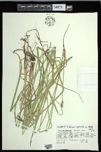 Carex cephaloidea image