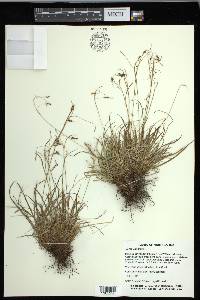 Carex capillaris image