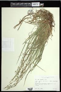 Carex communis var. amplisquama image