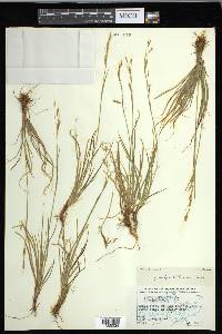 Carex capillaris image