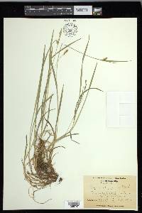 Carex chapmanii image