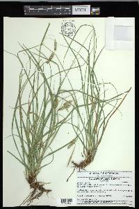 Carex cherokeensis image