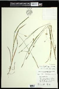 Carex chapmanii image