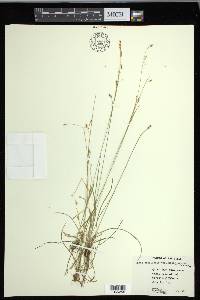 Carex capillaris image