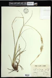 Carex cherokeensis image