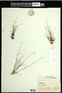 Carex capitata image