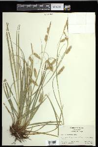 Carex cherokeensis image