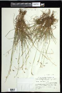 Carex capillaris image