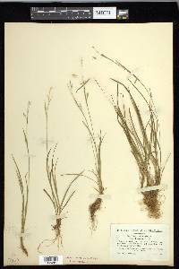 Carex capillaris image