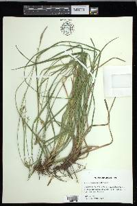 Carex cherokeensis image