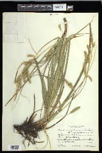 Carex cherokeensis image