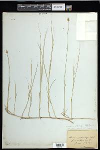 Carex chordorrhiza image