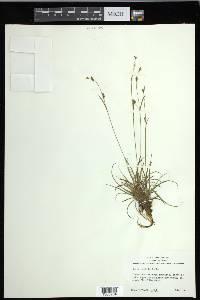 Carex capillaris image